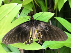Troides helena cerberus