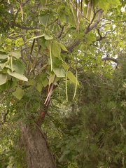 Catalpa