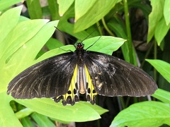 Troides helena cerberus