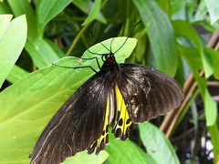 Troides helena cerberus