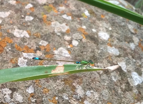 Common Bluetail