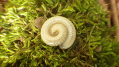 Pachyiulus krivolutskyi