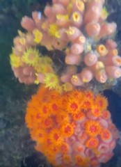 Orange Cup Coral