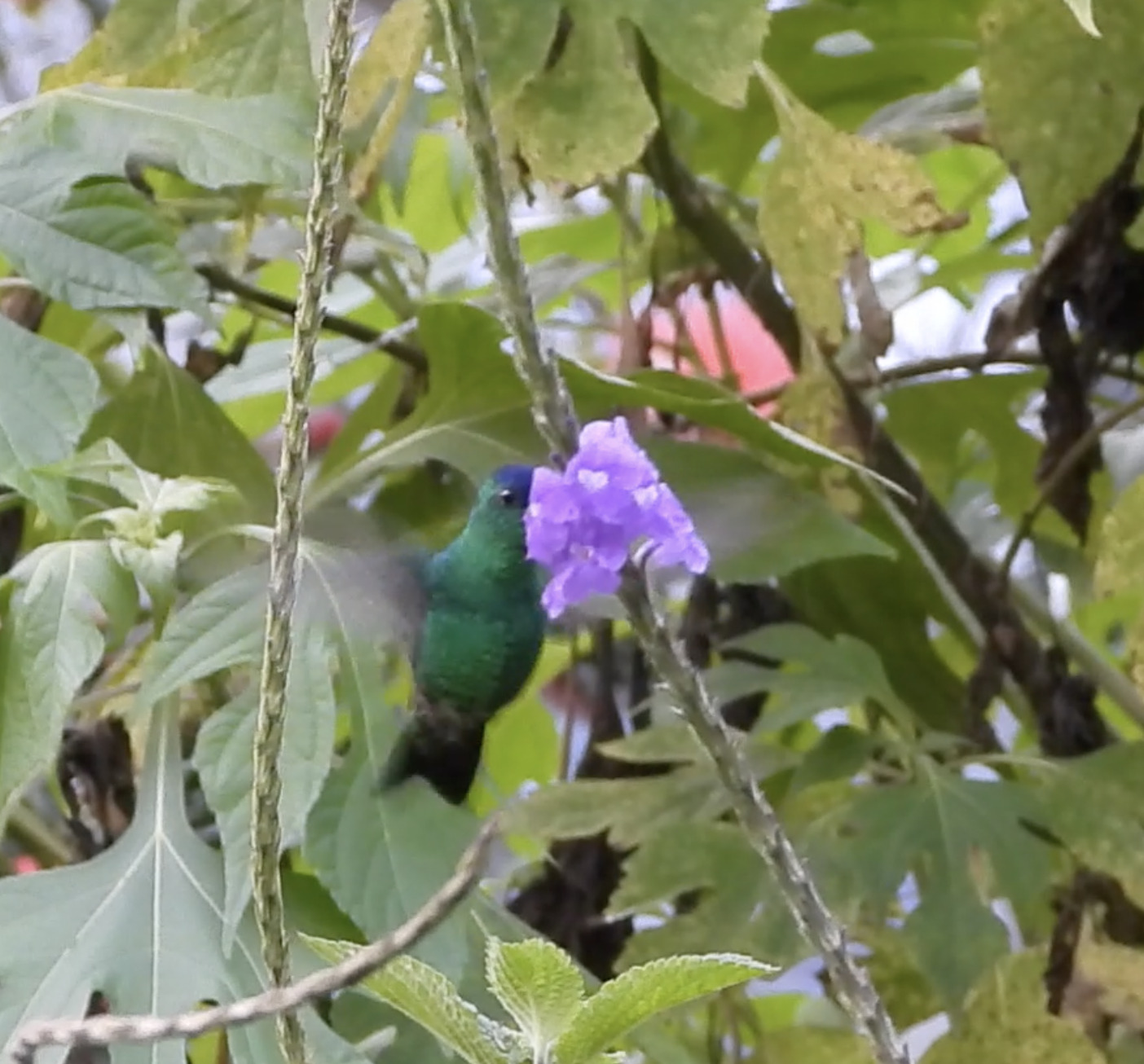 Indigo-capped Hummingbird (Saucerottia cyanifrons), photo 3