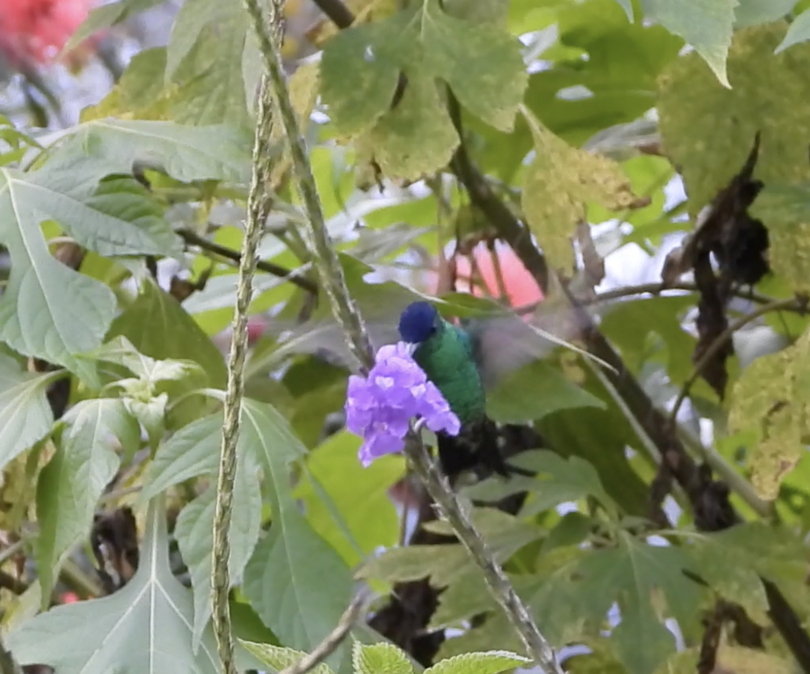 Indigo-capped Hummingbird (Saucerottia cyanifrons), photo 2