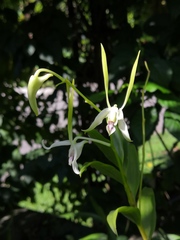 Dendrobium antennatum