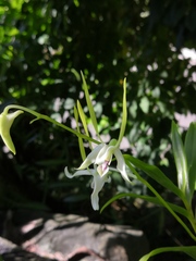 Dendrobium antennatum