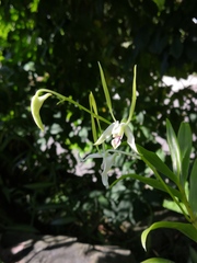 Dendrobium antennatum