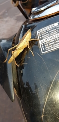 Parabucrates brevicauda
