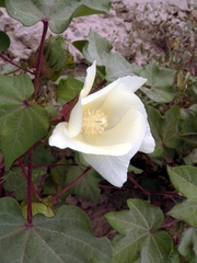 Gossypium hirsutum