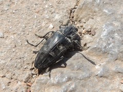 Chalcophora detrita