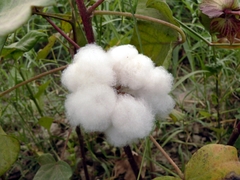 Gossypium hirsutum