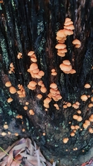 Collybia eucalyptorum