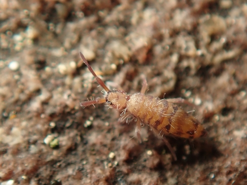 Entomobrya multifasciata, photo 5 of 10