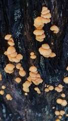 Collybia eucalyptorum