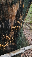 Collybia eucalyptorum