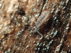 Vertagopus pseudocinereus