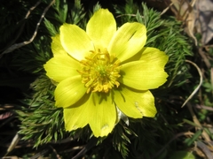 Adonis amurensis