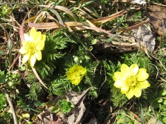 Adonis amurensis