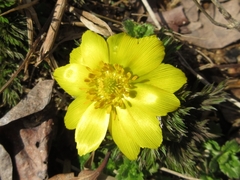 Adonis amurensis