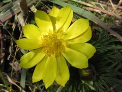Adonis amurensis