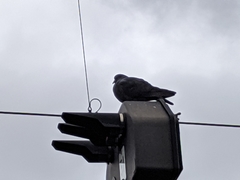 Columba livia domestica