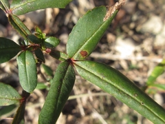 Zanthoxylum armatum