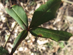 Zanthoxylum armatum