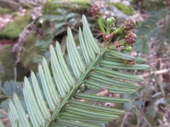 Cephalotaxus harringtonia