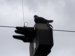 Columba livia domestica