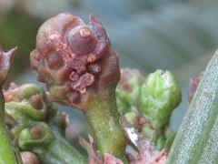 Cephalotaxus harringtonia