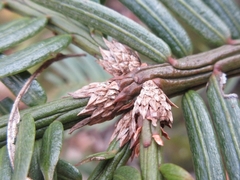 Cephalotaxus harringtonia