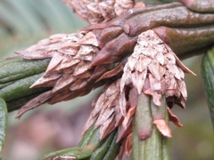 Cephalotaxus harringtonia