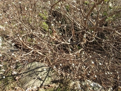 Edgeworthia chrysantha