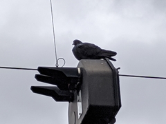 Columba livia domestica