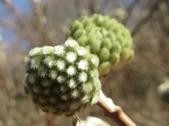 Edgeworthia chrysantha
