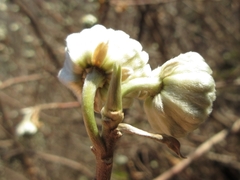 Edgeworthia chrysantha