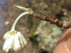 Edgeworthia chrysantha