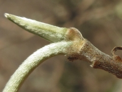 Edgeworthia chrysantha