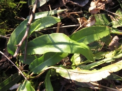 Coniogramme japonica