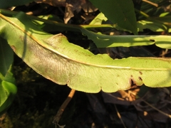 Coniogramme japonica