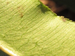 Coniogramme japonica