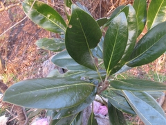 Magnolia grandiflora