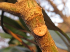 Magnolia grandiflora