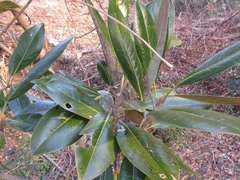 Magnolia grandiflora
