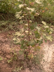 Gossypium hirsutum