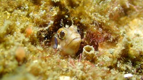 Reefsand blenny (Ekemblemaria myersi) — Chaenopsidae — 3