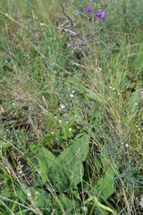 Astragalus austriacus