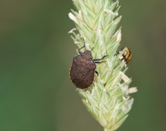 Paradictyotus fuscus