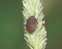 Paradictyotus fuscus